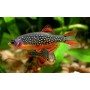 Galaxy rasbora - Microrasbora galaxy , Pareldanio s / m